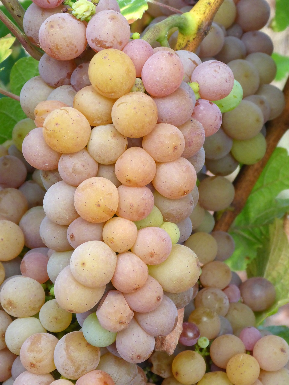 Italian Pinot Grigio Wines How to Serve & Enjoy Pinot Grigio