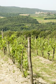 italian wine, italian wine regions, italy, vineyard italian wine, italian wine regions, italy, vineyard